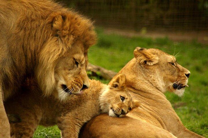 4 Day Kruger National Park Safari from Johannesburg & Pretoria