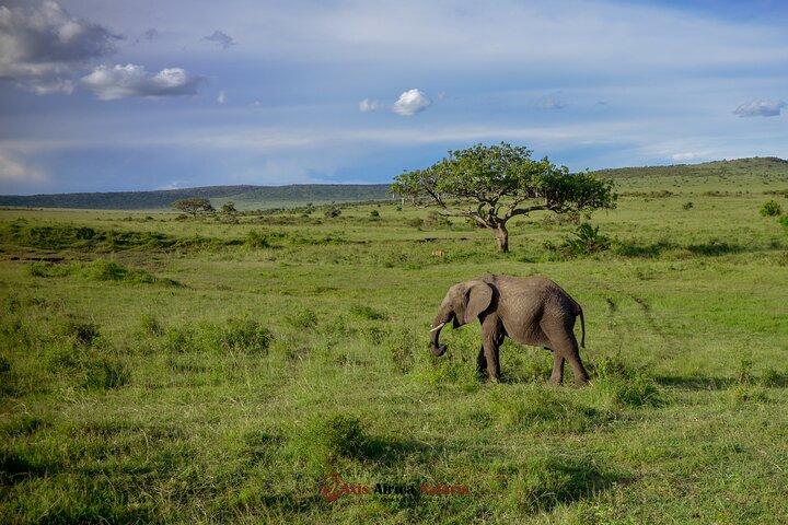 4 Days Safari Adventure Masai Mara and Nakuru Park Group