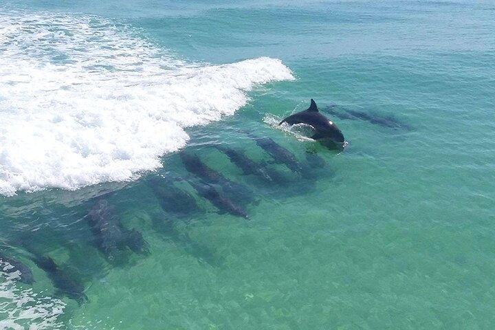 2-Stop Snorkeling and Dolphin Cruise from Destin
