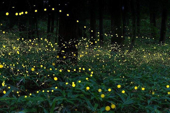 Unbelievable Firefly Kuala Selangor Day Tour