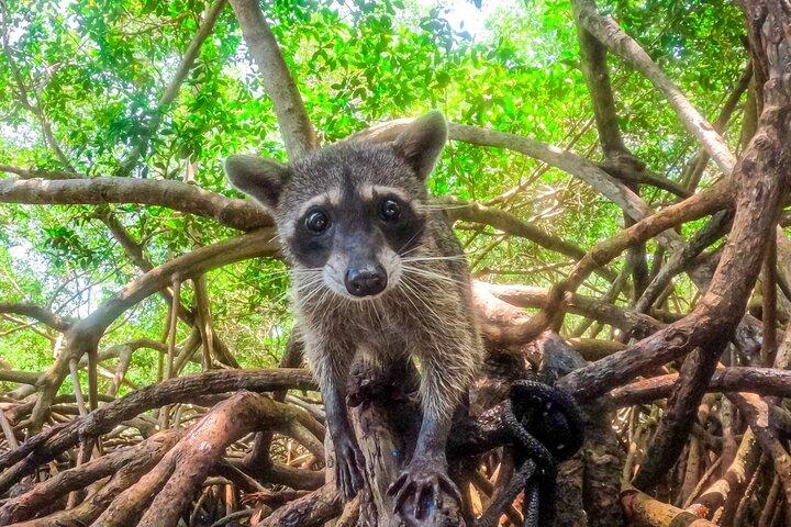 Adventure full day Isla Barú + Mangroves + Snorkel + bioluminescent plankton
