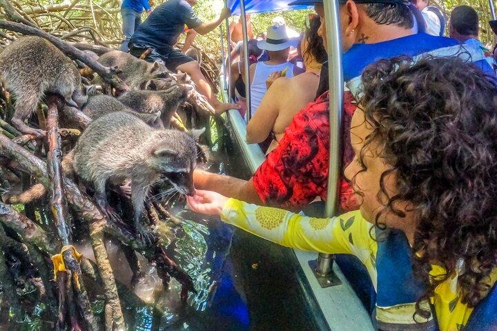 Adventure full day Isla Barú + Mangroves + Snorkel + bioluminescent plankton