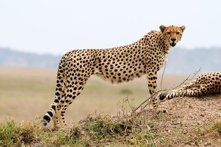 4-Day Private Safari Tour to Serengeti and Ngorongoro