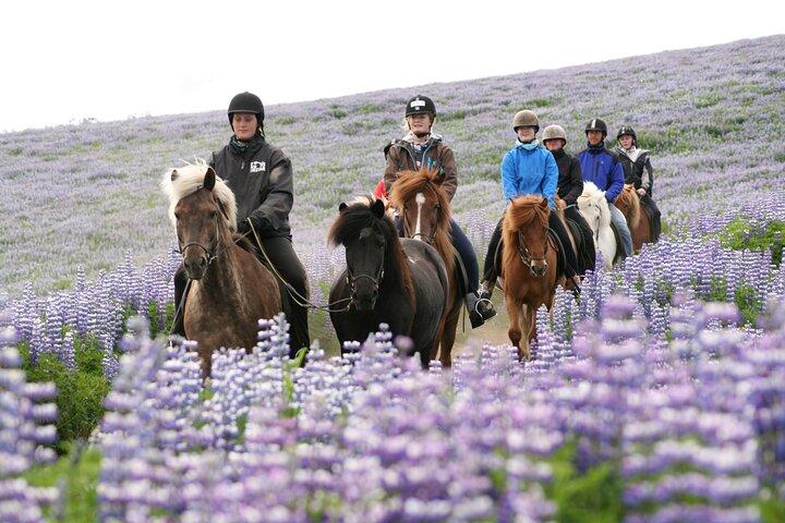 Icelandic Horseback Riding Tour with Pickup Option from Reykjavik