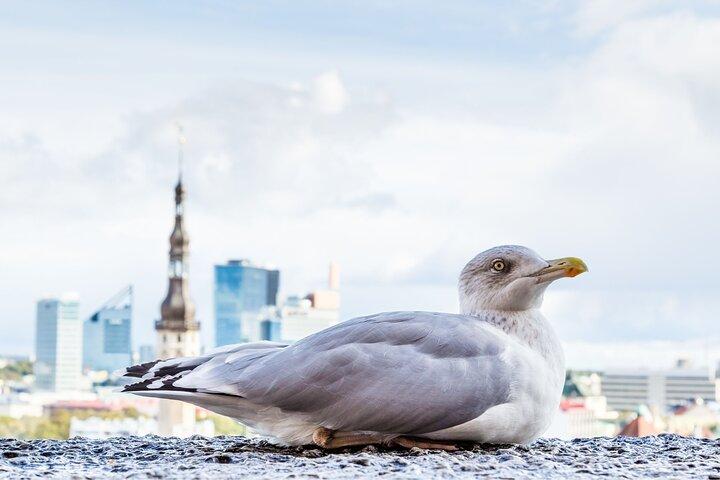 Private Custom Walking Tour with Local Guide in Tallinn