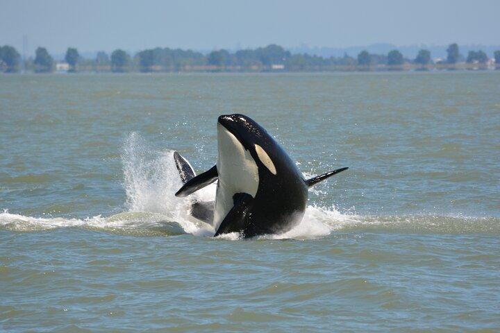 Wild Whale Watching Experience - Open Air Vessel