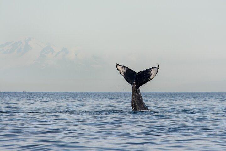 Wild Whale Watching Experience - Open Air Vessel