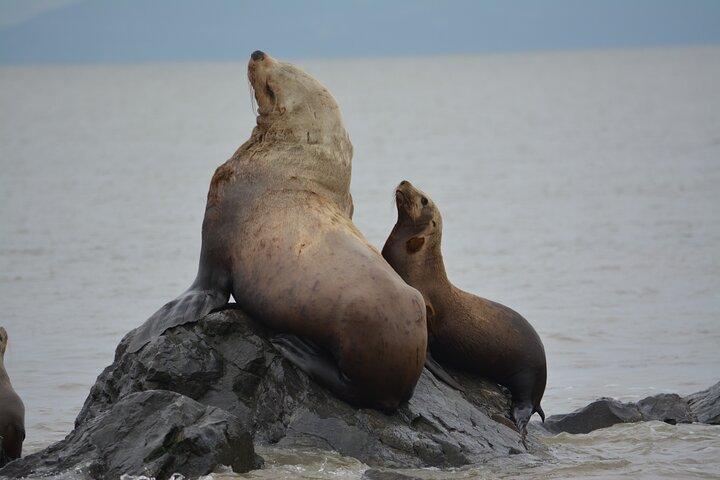 Wild Whale Watching Experience - Open Air Vessel