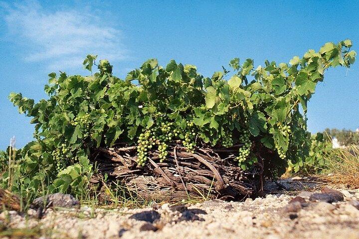 Santorini Private Highlights Tour & Wine Tasting with local guide