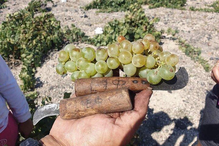 Santorini Private Highlights Tour & Wine Tasting with local guide