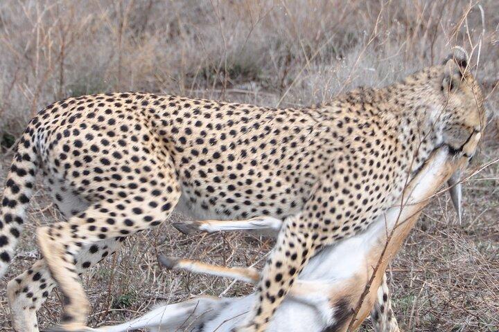 Private 8-Day Mara River Crossing Serengeti Wildebeest Migration