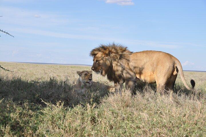 Private 8-Day Mara River Crossing Serengeti Wildebeest Migration