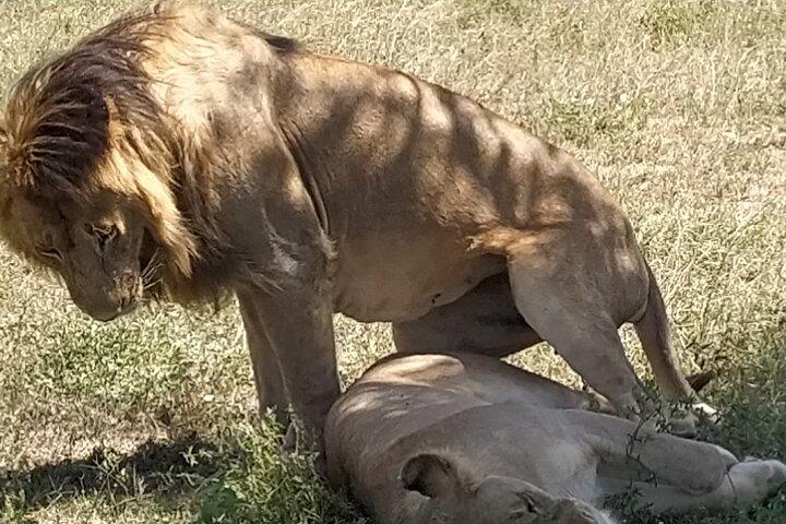 Private 8-Day Mara River Crossing Serengeti Wildebeest Migration