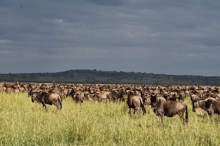 Private 8-Day Mara River Crossing Serengeti Wildebeest Migration