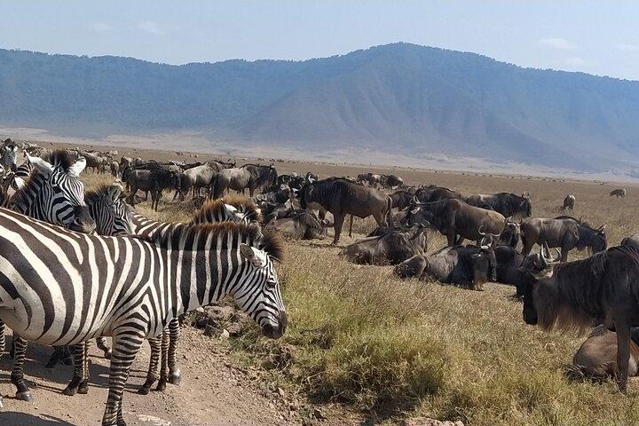 Private 8-Day Mara River Crossing Serengeti Wildebeest Migration