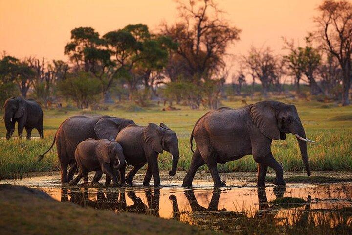 Amboseli National Park Day tour; Free Wifi Connection