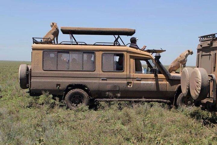 5 Days Safari in Tarangire, Serengeti & Ngorongoro