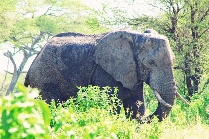 6 Days Private Safari Tarangire, Serengeti, and Ngorongoro crater