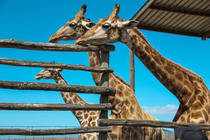 Big 5 Safari Aquila Full Day Private Return From Cape Town