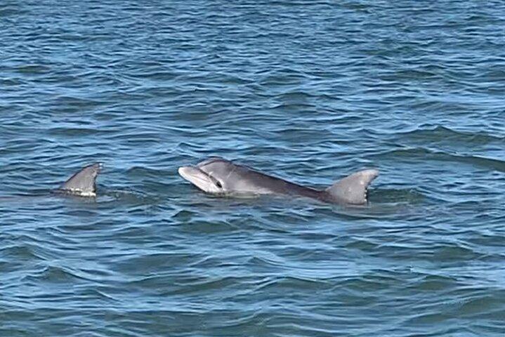 Private Charleston Sunset & Dolphin Cruise