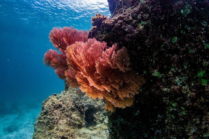 Racha & Coral Island by Speed boat