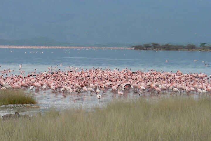 8-Day Private Safari Tour in Nairobi Kenya