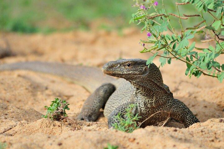 Romantic Glamping Safari Bordering Yala National Park 2- days