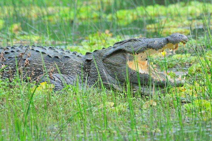 Glamping & Safari - Wilpattu National Park 1 night 2 days