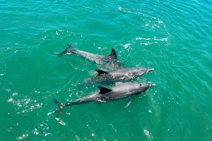 1 Hour Deluxe Scenic Dolphin Cruise