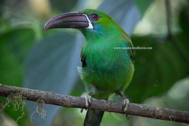 Mindo Cloud Forest Day Tours - PRIVATE - Richard Hernandez