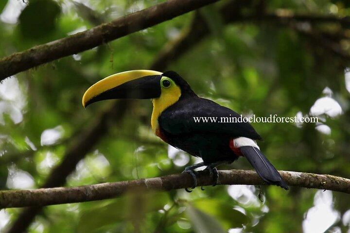 Mindo Cloud Forest Day Tours - PRIVATE - Richard Hernandez