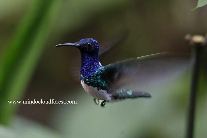 Mindo Cloud Forest Day Tours - PRIVATE - Richard Hernandez