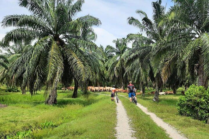 Penang Countryside Cycling Tour. PPA2 by Matahari