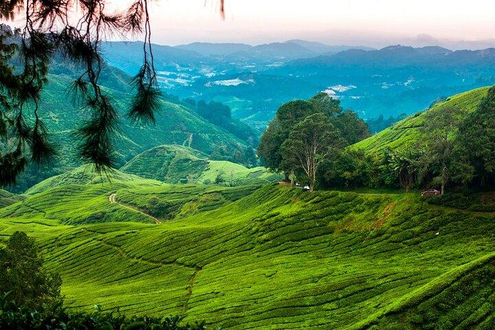 Private Full-Day Cameron Highlands Nature Tour from Kuala Lumpur