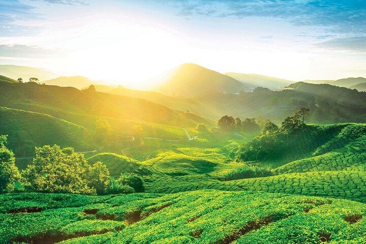 Private Full-Day Cameron Highlands Nature Tour from Kuala Lumpur