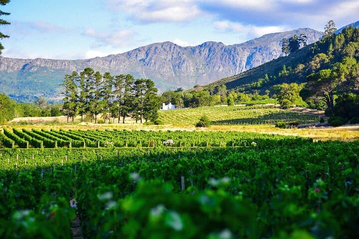 Top Cape Winelands Tour – Stellenbosch & Franschhoek Wine Tram