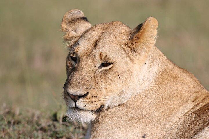 Full-Day Lake Nakuru National Park Private Guided Tour with Lunch