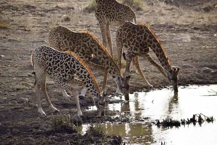 Full-Day Lake Nakuru National Park Private Guided Tour with Lunch