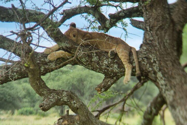 5 Days Private Safari Tour in Arusha and Tanzania