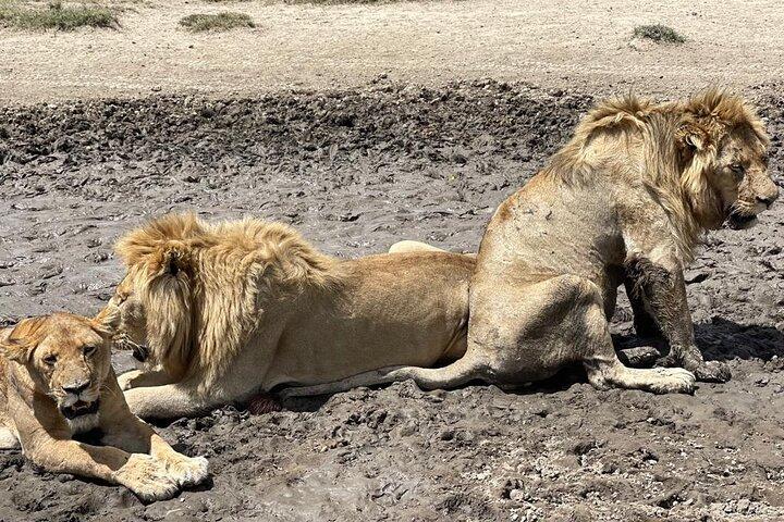 5 Days Private Safari Tour in Arusha and Tanzania