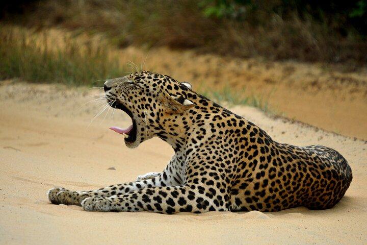 Glamping & Safari - Wilpattu National Park 1 night 2 days