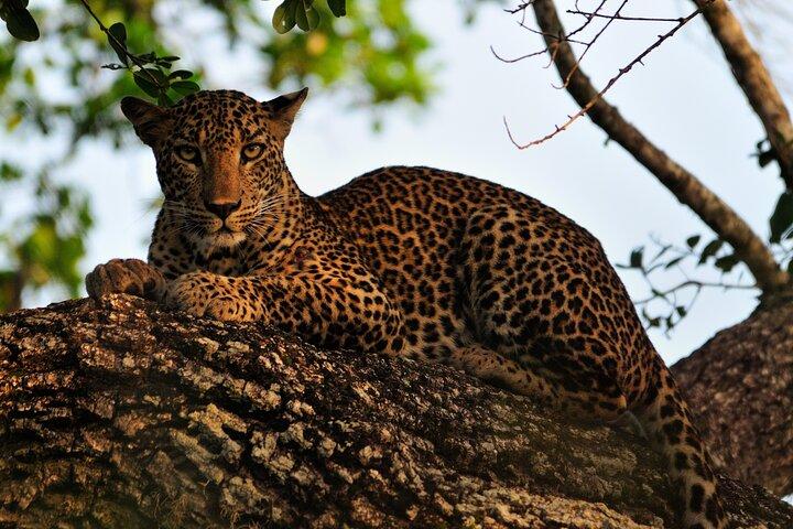 Romantic Glamping Safari Bordering Yala National Park 2- days
