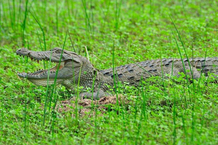 Glamping Safari Bordering Udawalawe National Park 2 days
