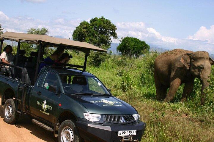 Glamping Safari Bordering Udawalawe National Park 2 days