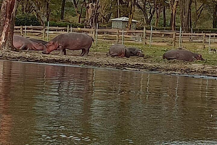 Day tour to Hell's Gate National Park and Lake Naivasha