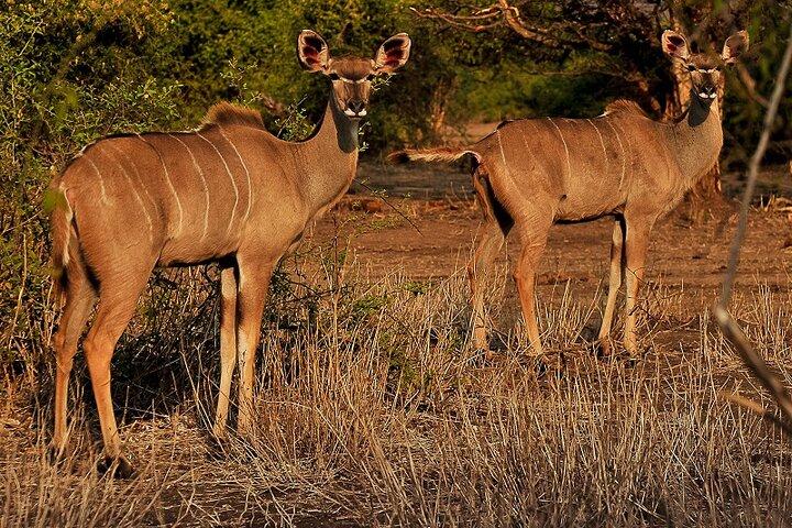 Chobe Day Trip