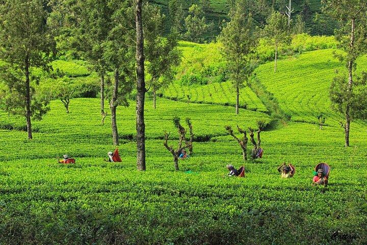 Day Tour to Kandy From Colombo