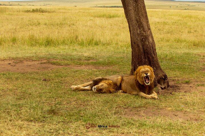 Masai Mara 3 Days Tour Safari Private 4WD Landcruiser