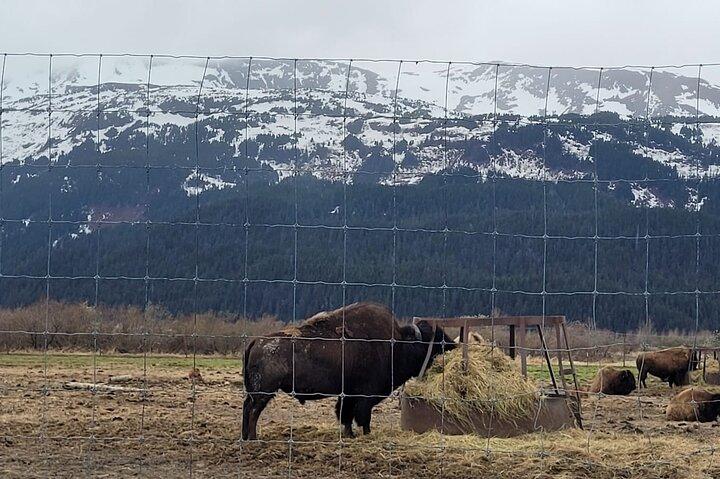 VIP Tour from Anchorage to Alaska Wildlife Conservation Center