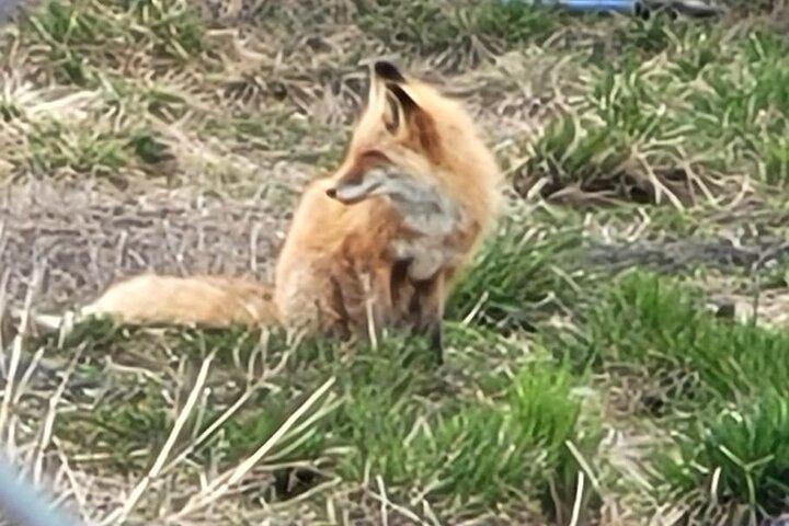VIP Tour from Anchorage to Alaska Wildlife Conservation Center